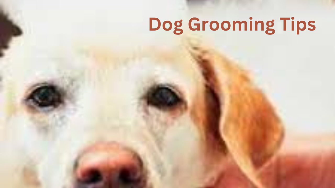 Important Dog Grooming Tips for a Contented and Healthy Pet