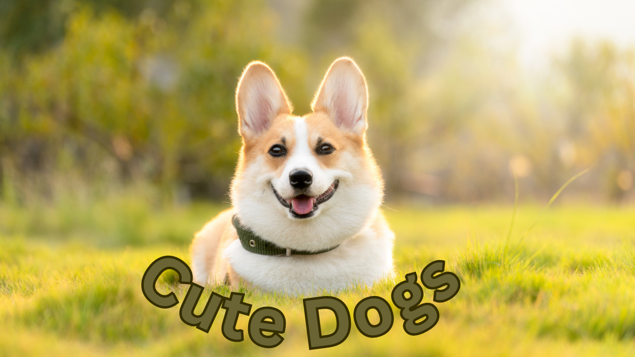 Cute Dogs