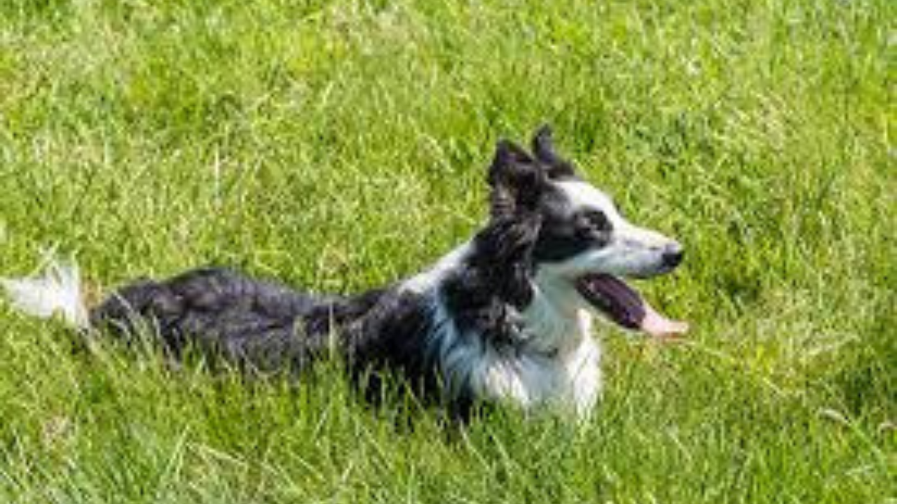 Dogs’ Respiratory Illness