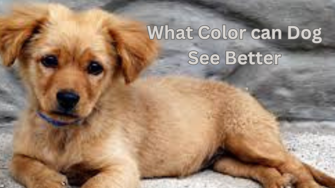 What Colors Can Dogs See Better